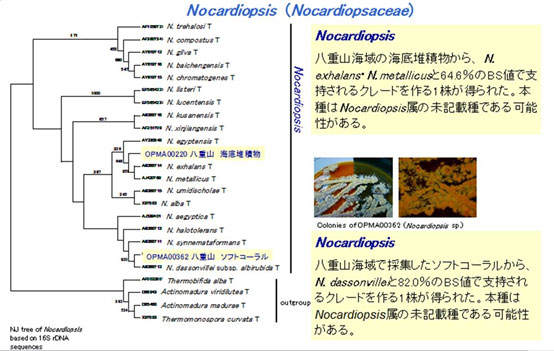 保有する未記載種菌株の例
