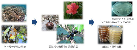 乳酸菌・酵母株 -機能とストーリー性を併せ持つ微生物株-
