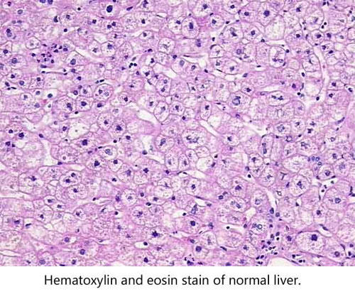 正常な肝臓のヘマトキシリン・エオジン（HE）染色