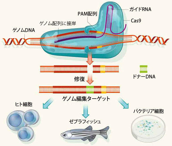 CRISPR-Cas9システムの概要
