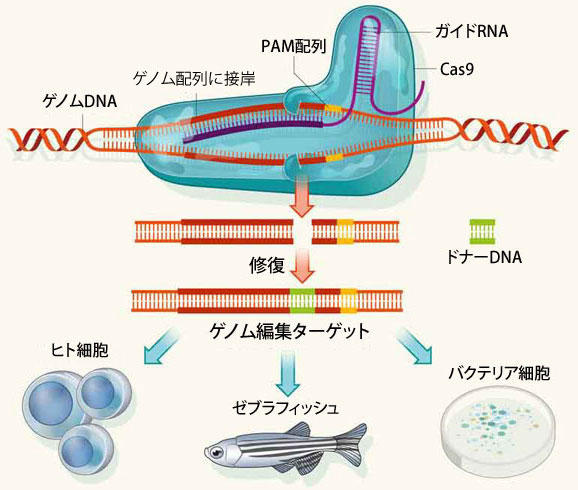 CRISPR-Cas9VXe̊Tv