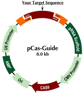 Precut pCAS-Guide cloning kit, GE100007 and GE100008 included