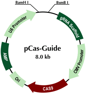 pCAS-Guide vector (with Cas9 expression) for genomic target sequence cloning, GE100008 included
