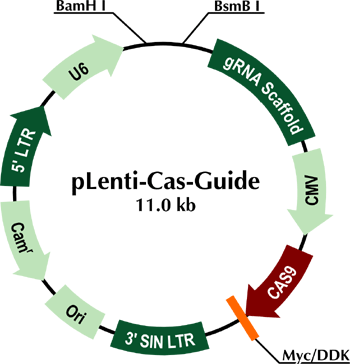 Precut pLenti-Cas-Guide cloning kit , GE100007 and GE100008 included