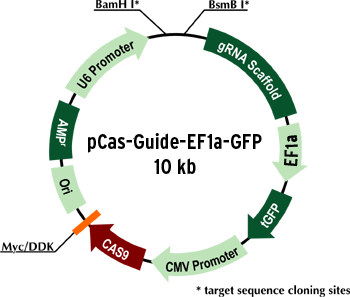 pCas-Guide-EF1a-GFP vector (with Cas9 and GFP expression) for genomic target sequence cloning