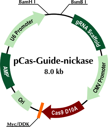 pCas-Guide-Nickase vector for gRNA cloning (with Cas9 D10A expression) ,