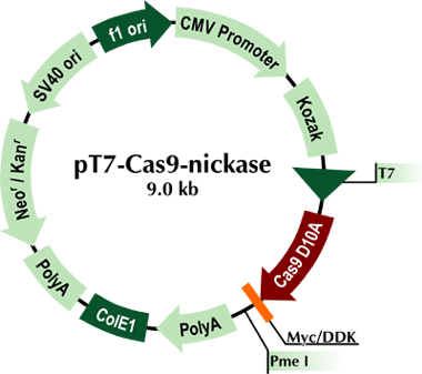 pT7-Cas9-Nickase vector (Cas9 D10A)