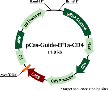 pCas-Guide-EF1a-CD4 vector (with Cas9 and CD4 expression) for genomic target sequence cloning