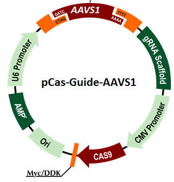 pCas-Guide-AAVS1
