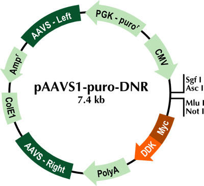 pAAVS1-Puro-DNR