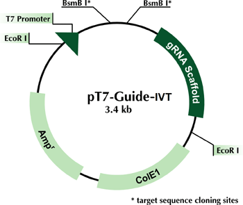 pT7-Guide-IVT vector for target sequence cloning; IVT to produce gRNA 