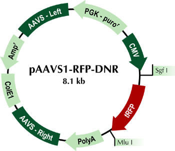 pAAVS1-RFP-DNR