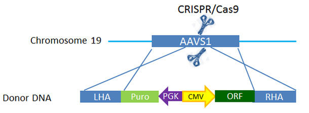 CRISPR  AAVS1̈iSafe HarborjmbNCVXe