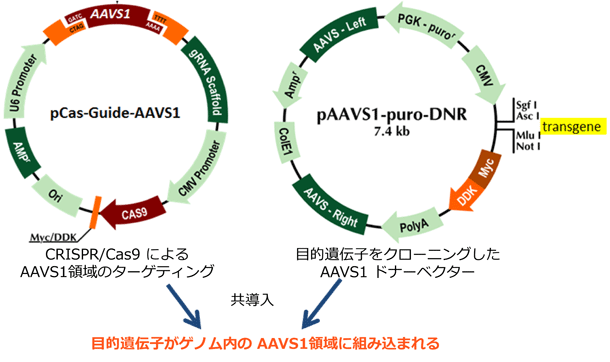 CRISPR を介した AAVS1領域への遺伝子ノックイン概略図