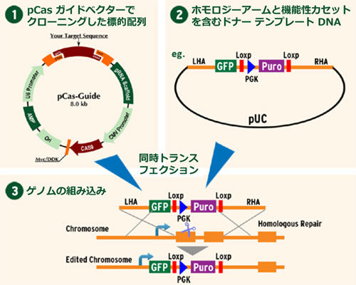 CRISPR pQmҏWmbNAEgLbg