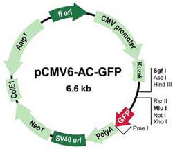 pCMV6-AC-GFP