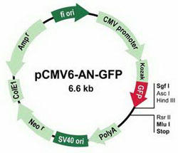 pCMV6-AN-GFP