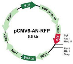 pCMV6-AN-RFP