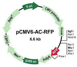 pCMV6-AC-RFP