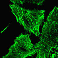 RC100002FACTB with N-tGFP tag for Cytoskeleton marking