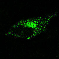 RC100005FB4GalT1 with C-tGFP tag for Golgi apparatus marking