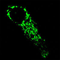 RC100006FPDHA1 with C-tGFP tag for Mitochondria marking