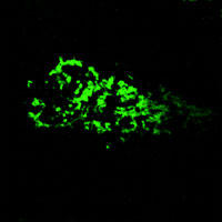 RC100007FBID with C-tGFP tag for Mitochondria marking