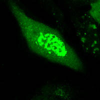 RC100009FCCND1 with C-tGFP tag for Nucleus marking