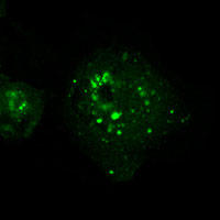RC100011:Di-Ras3 with N-tGFP tag for Autophagosome marking