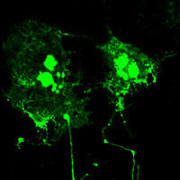 RC100013FGAP43 with C-tGFP tag for Neuroal axis marking