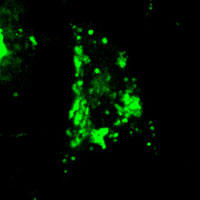 RC100016FLAMP1 with C-tGFP tag for Lysosome marking