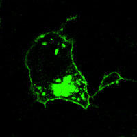 RC100017FLCK with C-tGFP tag for Plasma memberane marking