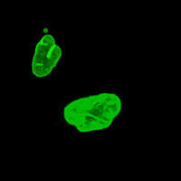 RC100018FLMNB1 with N-tGFP tag for Nucleus marking