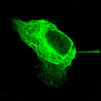 RC100019FMAPRE3 with C-tGFP tag for Cytoskeleton marking