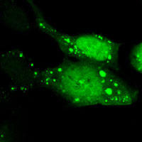 RC100021FMAP1LC3B with N-tGFP tag for Autophagosome marking