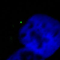RC100023FPLK1 with N-tGFP tag for Centrosome marking