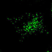 RC100025FRab4 with N-tGFP tag for Endosome marking