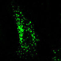 RC100026FRab5 with N-tGFP tag for Endosome marking