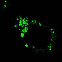 RC100027FRhoB with N-tGFP tag for Endosome marking