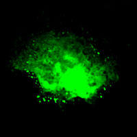 RC100028:SYP with N-tGFP tag for Synaptic vesicles marking,