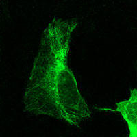 RC100030FTUBA1B with N-tGFP tag for Cytoskeleton marking