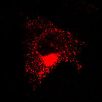 RC100037FB4GalT1 with C-tRFP tag for Golgi apparatus marking