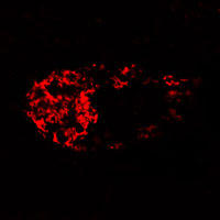 RC100039FBID with C-tRFP tag for Mitochondria marking