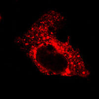 RC100040FCALR with C-terminal tRFP for Endoplasmic reticulum marking