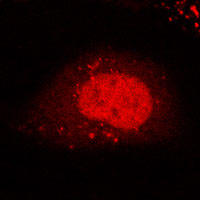 RC100041FCCND1 with C-tRFP tag for Nucleus marking