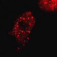 RC100043:Di-Ras3 with N-tRFP tag for Autophagosome marking