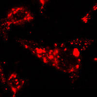 RC100048FLAMP1 with C-tRFP tag for Lysosome marking