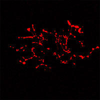 RC100054FPFN1 with N-tRFP tag for Cytoskeleton marking
