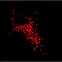 RC100057FRab4 with N-tRFP tag for Endosome marking