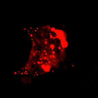 RC100060:SYP with N-tRFP tag for Synaptic vesicles marking